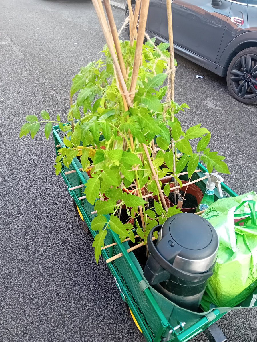 A few odd looks at 630am this morning, trucking my triffids down the middle of the road.