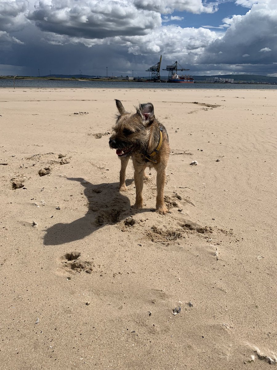 JonKiddd's tweet image. Testing new Kelly Kettle for a driftwood fired Seaton Snook cuppa. Pooch approved.