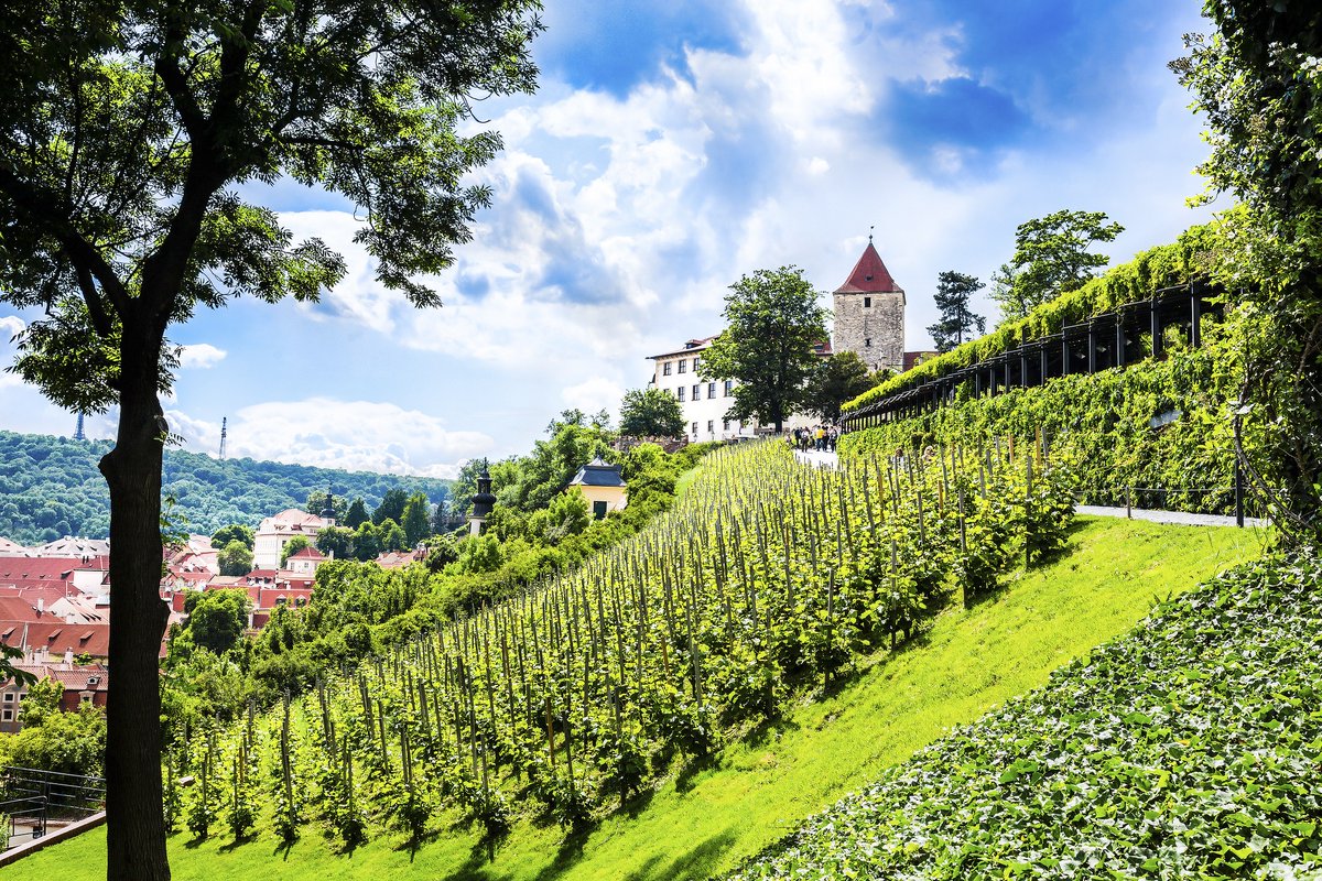 IWINETC (@iwinetc) on Twitter photo St. Wenceslas Vineyard. #Prague Castle #iwinetc #winepleasures #visitczechia <a href="/europecongress/">europecongress</a> #EventsClubForum St. Wenceslas Vineyard. #Prague Castle #iwinetc #winepleasures #visitczechia <a href="/europecongress/">europecongress</a> #EventsClubForum