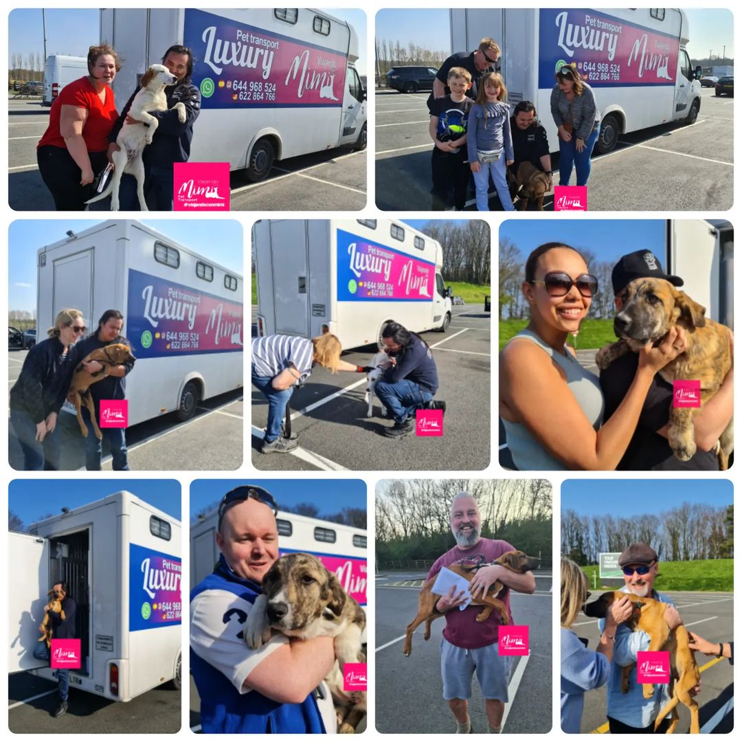 Furry family Breeding service (@furryservi81172) on Twitter photo 