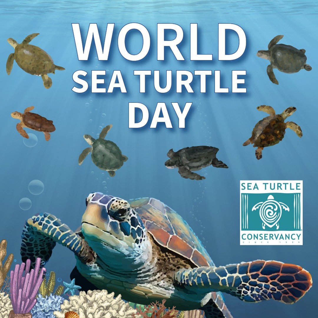 Happy #WorldSeaTurtleDay to all who celebrate! Which should be everyone if we're being honest...