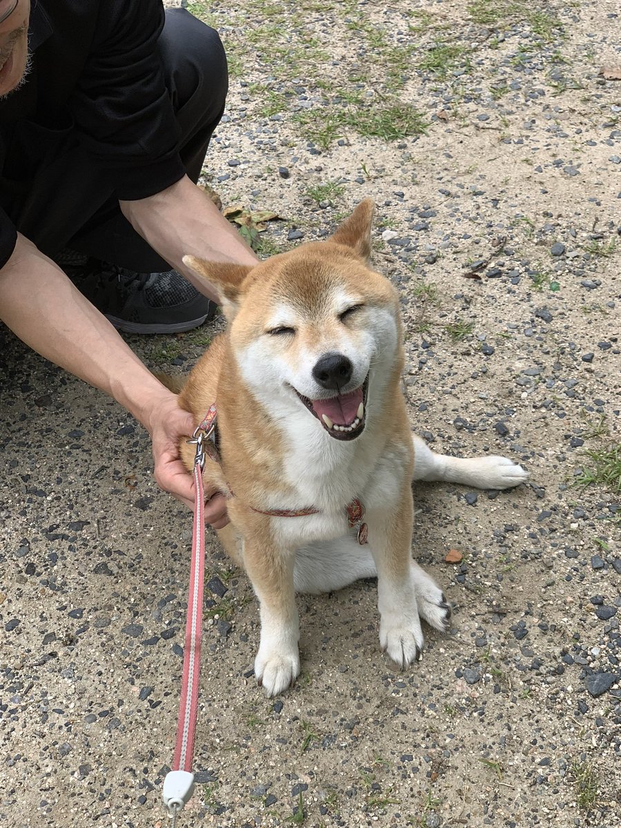 kisa1971's tweet photo. 突然のご報告になりますが、6月14日の夕方、なっちゃんが旅立ちました。ここ2ヶ月くらい調子が悪く、一時は持ち直したのですが肝機能不全になり、力尽きました。インスタやXを通じて繋がって下さった皆さまにも、心からありがとう。笑顔のなっちゃんを、ときどき思い出してもらえたら嬉しいです。 https://t.co/XZSaCZCF96