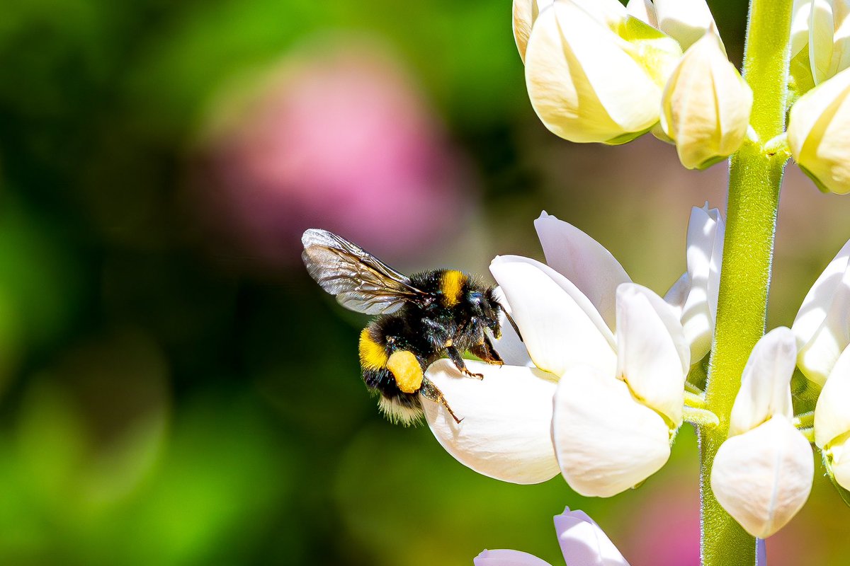 Gregory_B_C's tweet photo. @WKWT #nature #NaturePhotograhpy #bee
#gardenlife #pollenator #absoluteyvital #protect https://t.co/VrPPjsK9VC