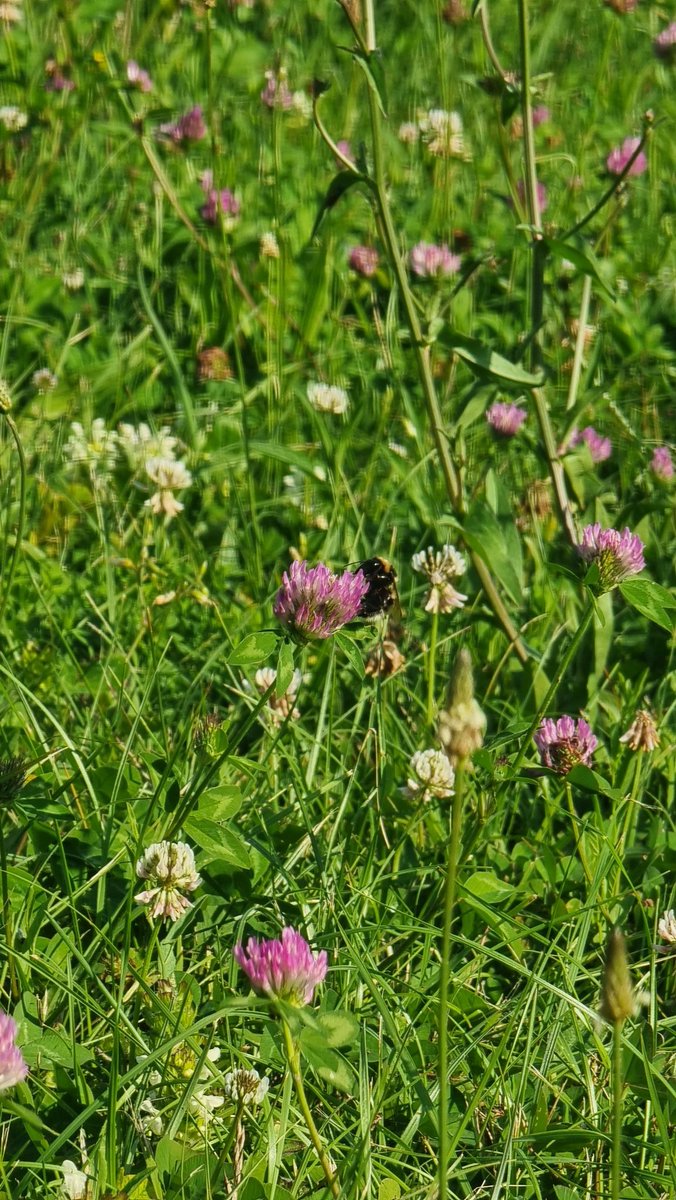 bre_jew's tweet image. Go outside,  touch the grass. 

Crypto &apos;day off&apos; for me
(not for $EWT #workerNodes which are working and earning 24/7 +30% APY)