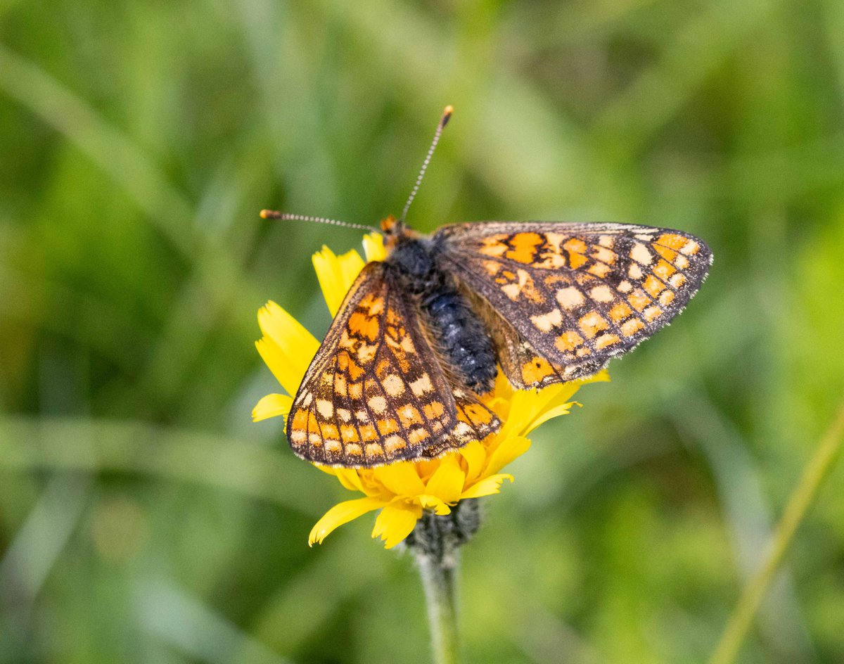 strev63's tweet photo. 16/6/24 Back to Pewsey Downs this time in the sun. Saw some pristine bee and striking alba common-spotted orchids. Also great to see quite a few marsh fritillaries on the wing @savebutterflies @Britainsorchids @ukorchids @HardyOrchidSoc #wiltshire https://t.co/bONlY89xb5
