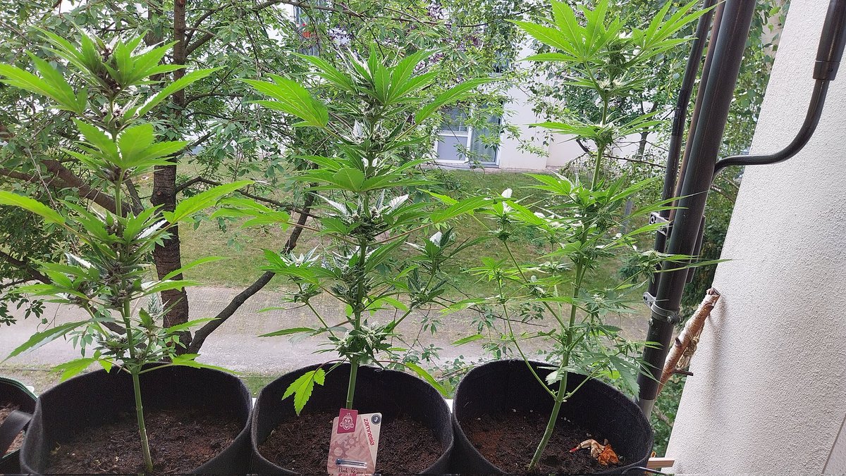 Baynados's tweet photo. 11. Woch Pink Rozay Automatic. Laut Zamnesia sollen die Ende nöchster Woche erntefertig sein. Wad mein ihr? #weed #weedmob #maryjaneberlin #cannabis #cannabisculture https://t.co/v5sMw5Zh1D