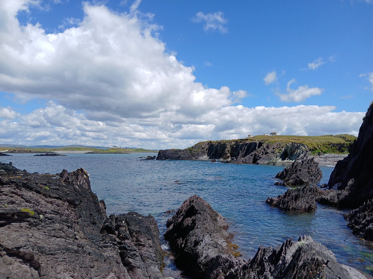 Twas a mighty day today with a few about enjoying the weather

 Zoom in 😎
🐄🐄🐄🐄🐄 even these moo moo"s were having the craic by the looks of it

#heirisland ❤️ #inisuidrisceoil 

#LoveHeirIsland 
#Roaringwaterbay
#WestCorkIsland #WildAtlanticWay #PureCork
