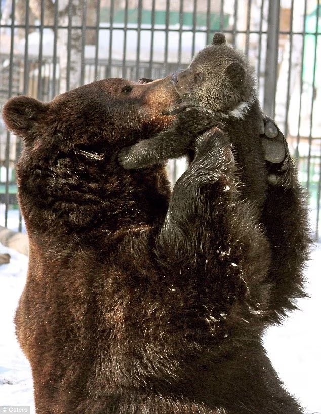 BearPosting's tweet photo. Did you know that it’s Father’s Day? https://t.co/zSilyRbCtp