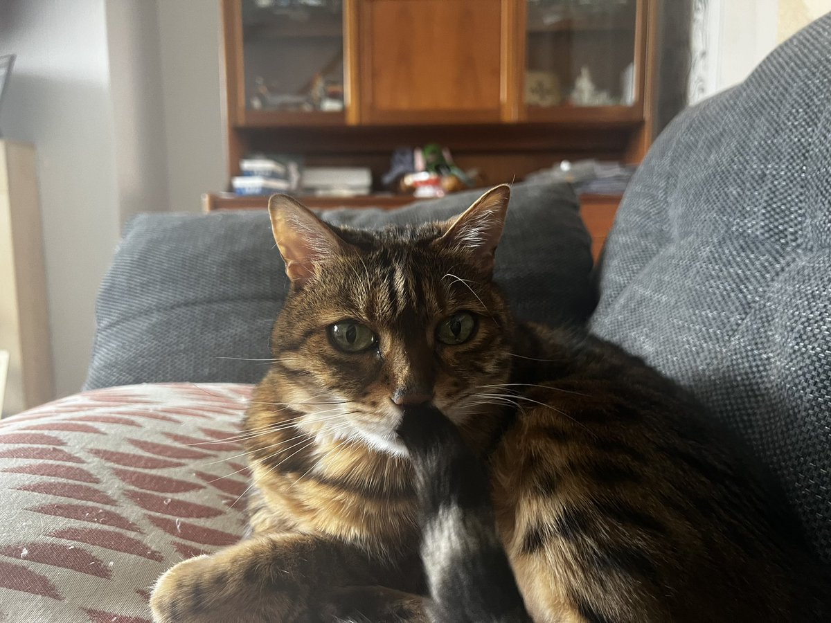 LokitheB's tweet image. On #catboxsunday sometimez I haz to shutz Freya upz! 😹😹😹🤫🤐🐾 #catsoftwitter #catsontwitter #catsofinstagram