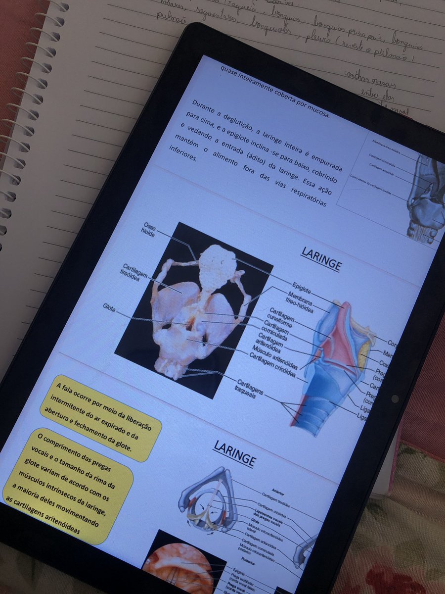 2005studies's tweet image. Aplicando educação positiva em mim mesma 
“Você prefere passar o dia todo estudando anatomia e ficar logo de férias ou não estudar e ficar de dependência”