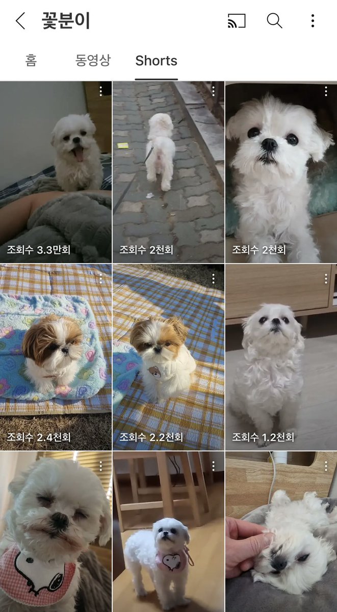 aengduzzang's tweet photo. 꽃분이 쇼츠에 앵두 어릴 때 영상 2개나 있음ㅋㅋㅋㅋㅋㅋㅋ친구가 앵두 아니냐며 알려줘서 봤는데 진짜 앵두임ㅋㅋㅋㅋㅋ
하얀 꽃분이들 사이에 갈색 얼룩강아지 있는게 킬포 ㅠㅠㅋㅋ 구배우님이 소중히 찍어서 올리신게 너무 귀여우심 ㅠㅠㅠㅠㅠㅠ https://t.co/VLwch31hWC