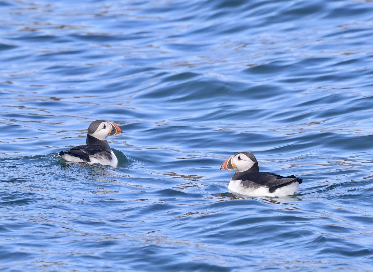 WillboneScott's tweet photo. Lots of Puffins on the sea around @FlamboroughBird and @Bempton_Cliffs, including a few immature birds with ill-defined bill grooves. Also my first two 'jumplings' making their first swim out to sea! https://t.co/xLAlpgyCNk