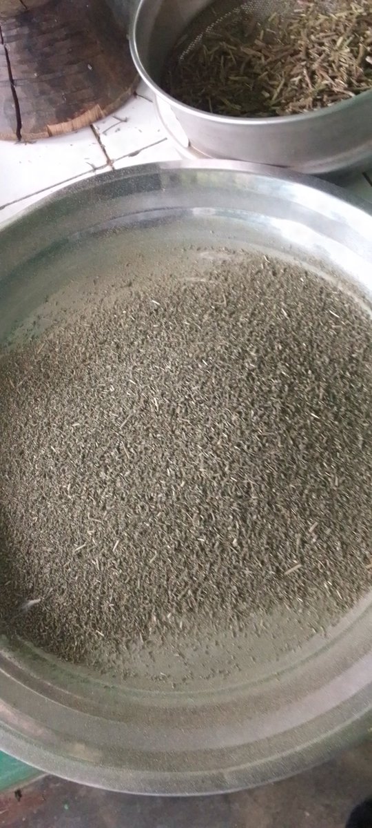 In <a href="/AromaFarmers/">MAHAMA AGRO-POWER</a>  we produce and we add value to #Rosemarnus officinalis.

#Goodhealth starts from what we consume.
#rosemary test it 👌💫