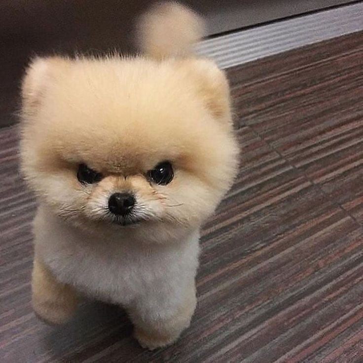 miko as dogs 💗💬 tweet media