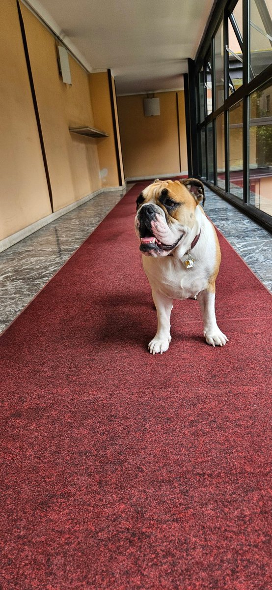 Milano fashion week XXL collection 😄🐾