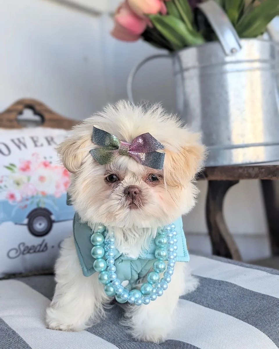 Furry family Breeding service (@furryservi81172) on Twitter photo 