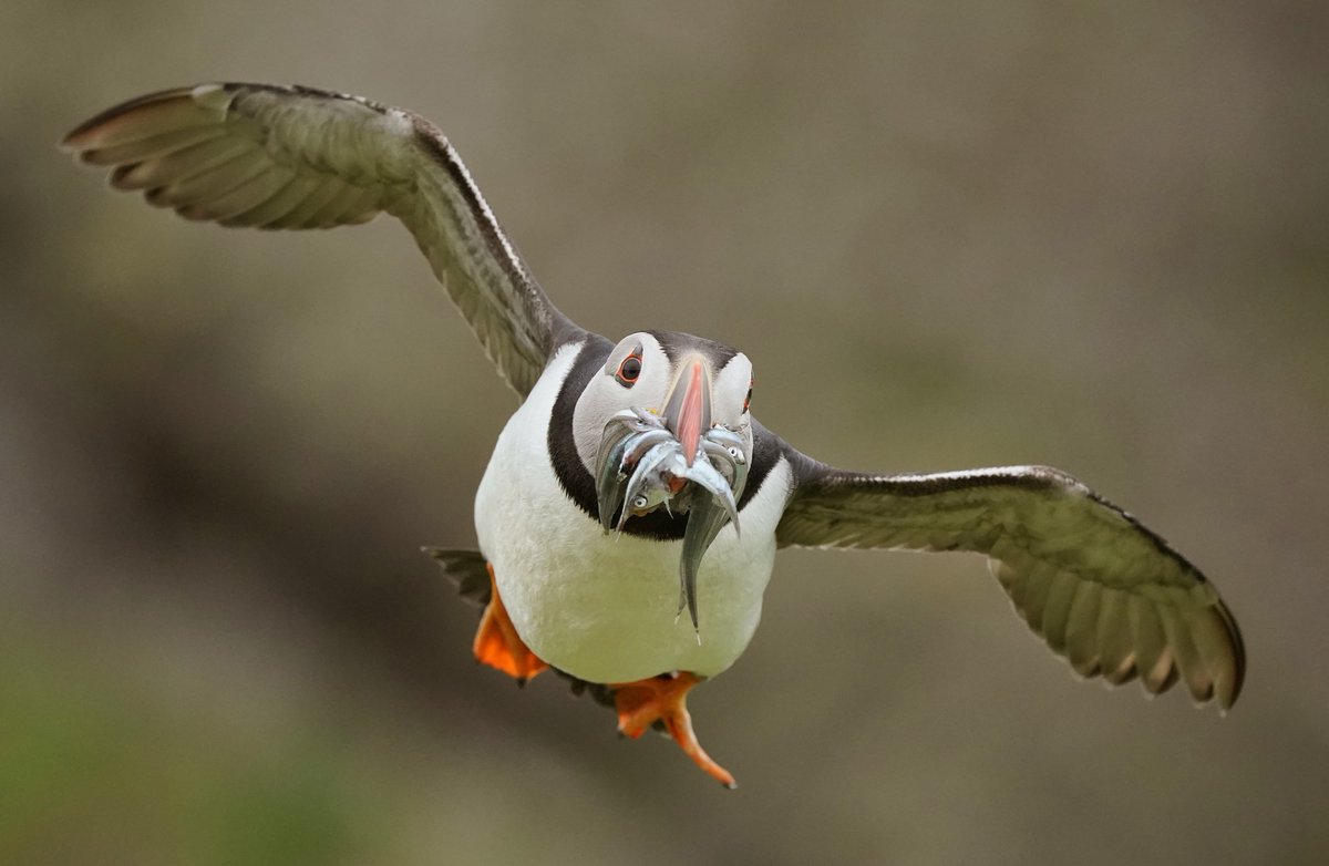 The results of yesterday's daylight hours Puffin watch are in. There were 1435 deliveries to the plot, more than on any monitored day in the last 12 years! 14 deliveries were stolen by gulls, nine by Jackdaws, so Pufflings were fed 1412 times