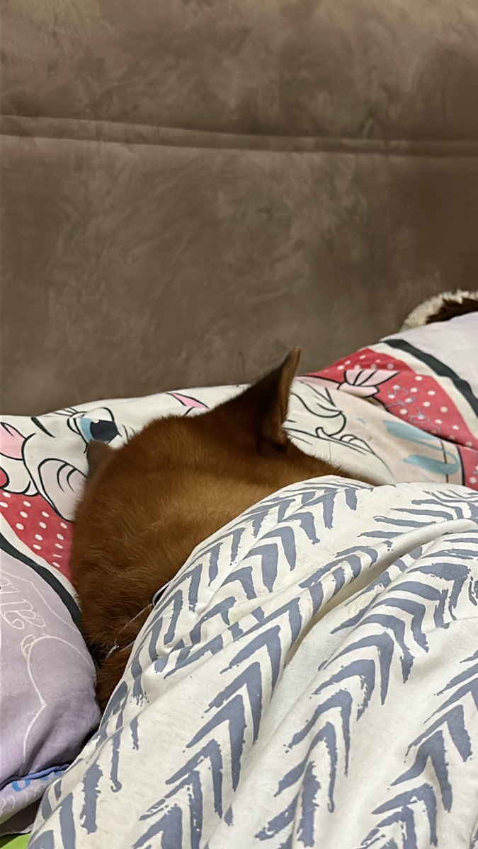 anjing gw….. kalo tidur malem harus di kasur…… pake bantal + selimutan + ac dingin……. expensive ass dog