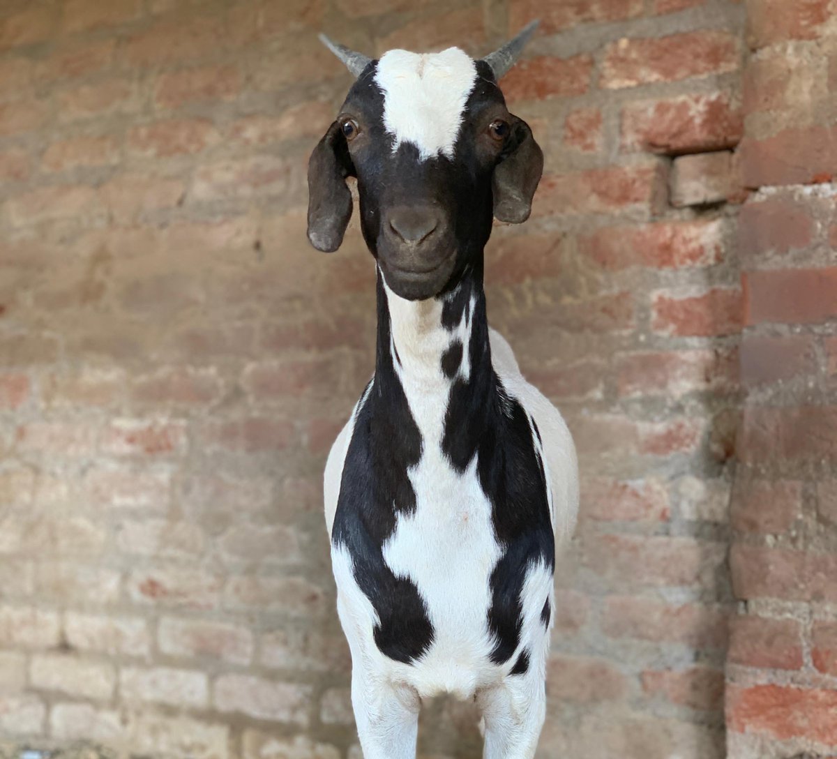 Jaiky Yadav tweet media