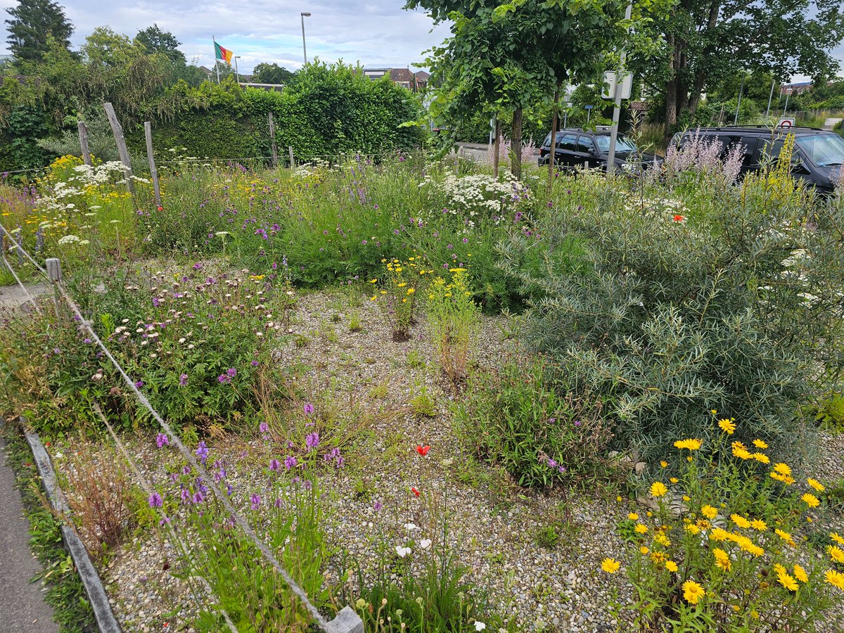 Mit kleinen Schritten zu mehr #Biodiversität:

Hier wurde aus einer Brachfläche mit Hilfe einer Staudenrabatte eine blühende Insel.

Tut eure Gemeinde genug für mehr Biodiversität? Schreibt eure lokale Verwaltung/Politiker*innen an und fordert von ihnen die Aufwertung von Ödland.