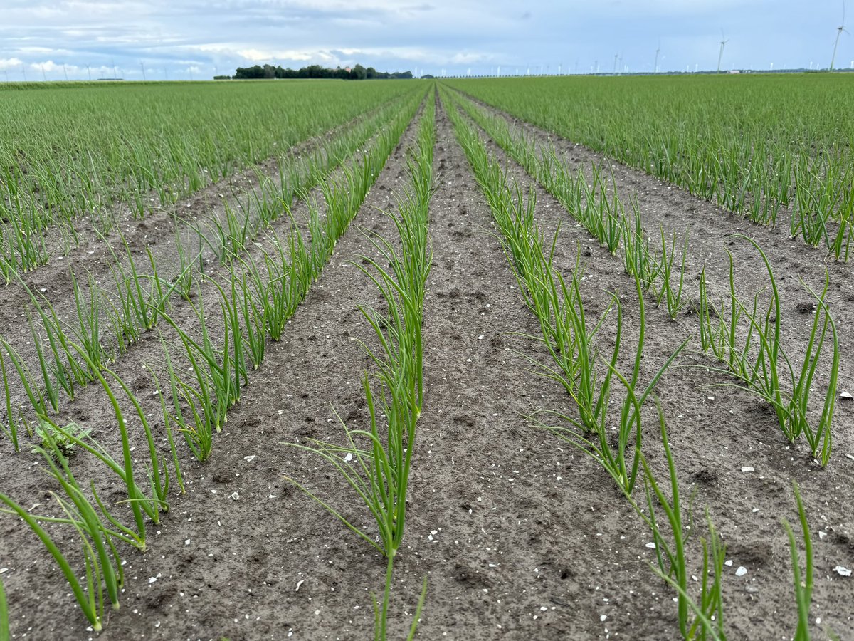 Harrysfarm 🚜🥔🌾🌻🚴‍♂️🧅 tweet media