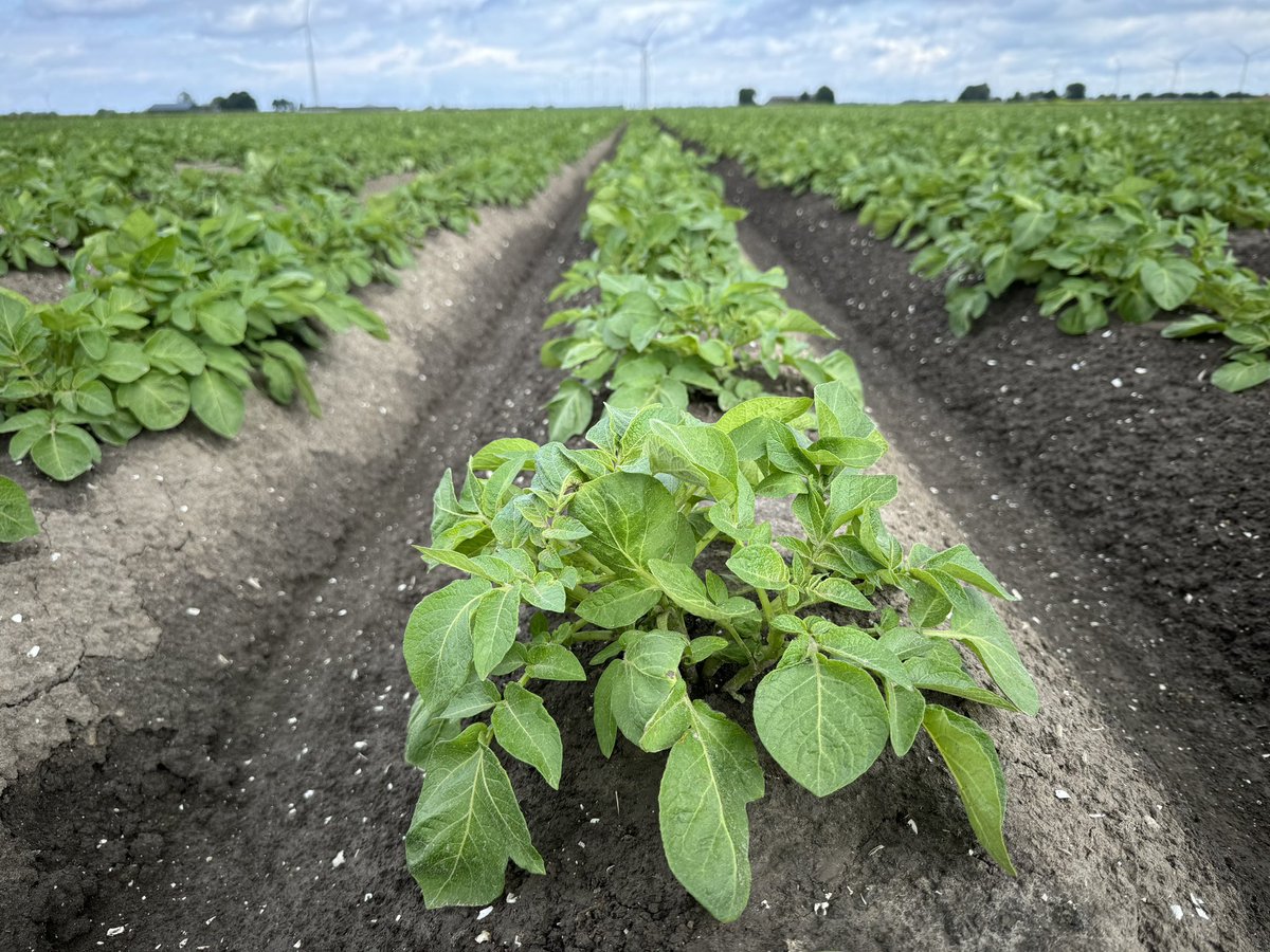 Harrysfarm 🚜🥔🌾🌻🚴‍♂️🧅 tweet media