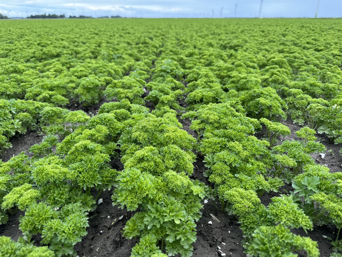 Harrysfarm 🚜🥔🌾🌻🚴‍♂️🧅 tweet media