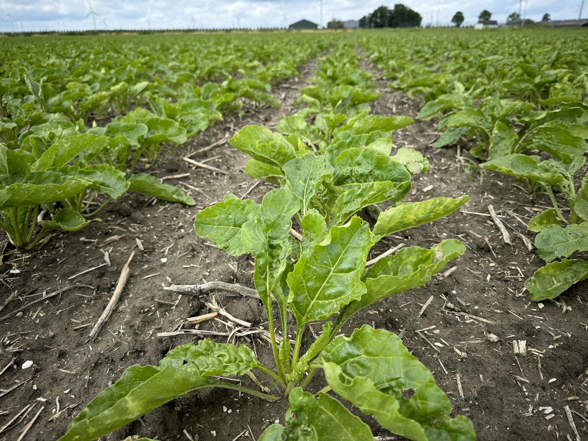 Harrysfarm 🚜🥔🌾🌻🚴‍♂️🧅 tweet media