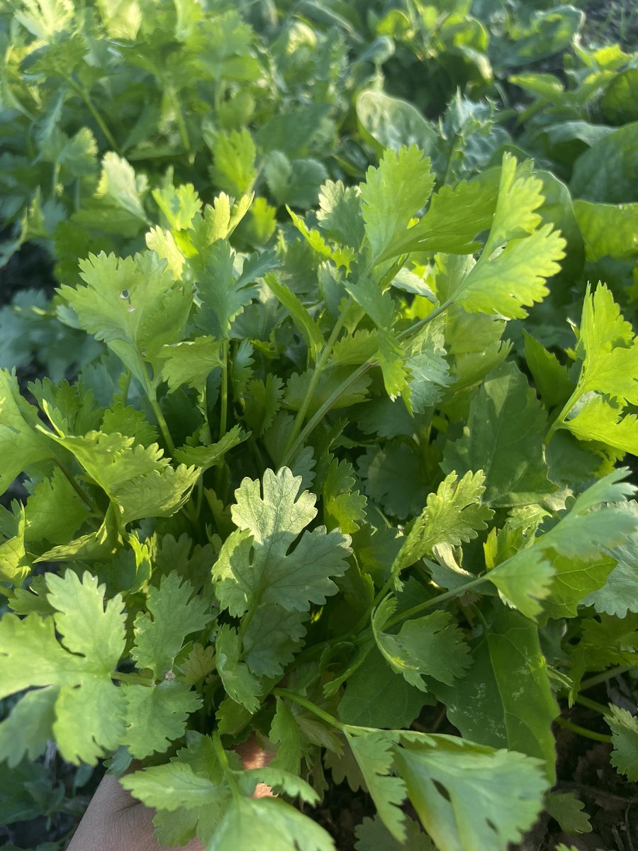 nimrobotics's tweet image. this year I went from houseplants to a full fledged garden and this has been the most rewarding and serene experience of all time! some pictures showing the first harvest. The fun part: almost everything was planted from a seed 🧑🏼🌾