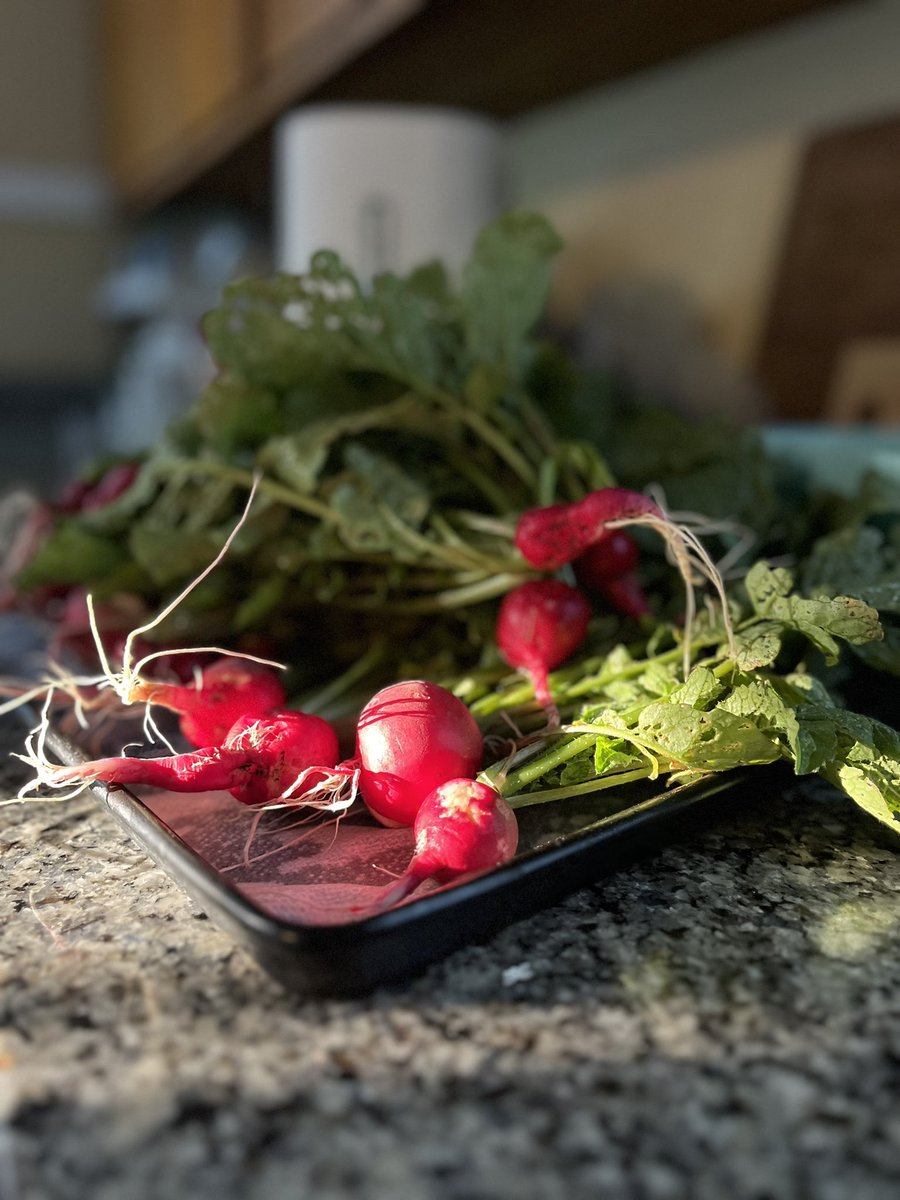 nimrobotics's tweet image. this year I went from houseplants to a full fledged garden and this has been the most rewarding and serene experience of all time! some pictures showing the first harvest. The fun part: almost everything was planted from a seed 🧑🏼🌾