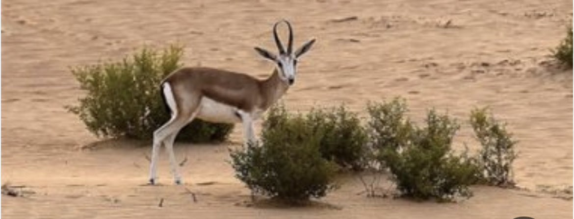 الأديب ( علي الحناكي ) . tweet media