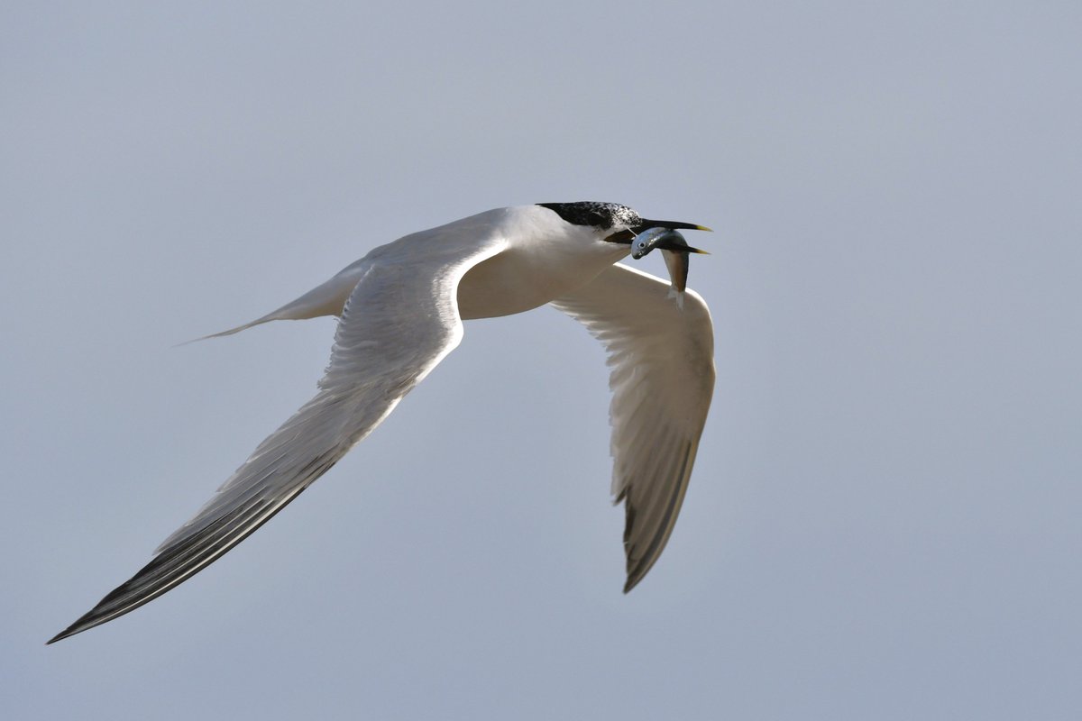 A food carrying Sandwich Tern passing Selsey Bill late this afternoon. <a href="/SelseyBirder/">Selsey Birder</a>