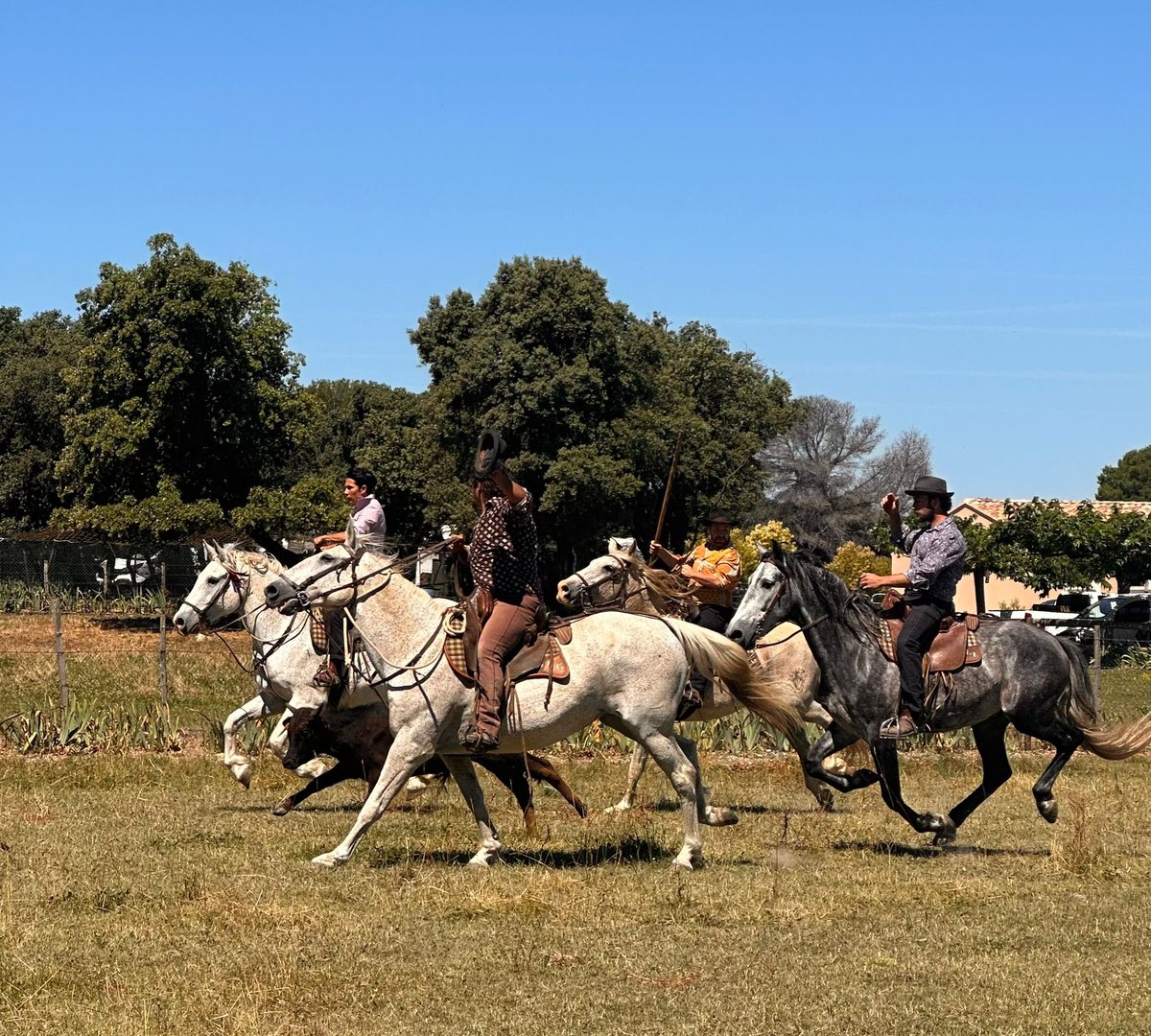 BaubryR's tweet photo. 🌞 Une belle matinée lors de la Ferrade du Club Taurin La Bouvine - Orgon à la Manade Grimaud à #Eygalières.
Traditions mises à l’honneur sous le soleil de Provence avec les passionnés de la bouvine ! 🐂
🌐https://t.co/ZXNW42hR9m
#ClubTaurin #bouvine #provence #Orgon #Ferrade #Baubry2024 #circo1315