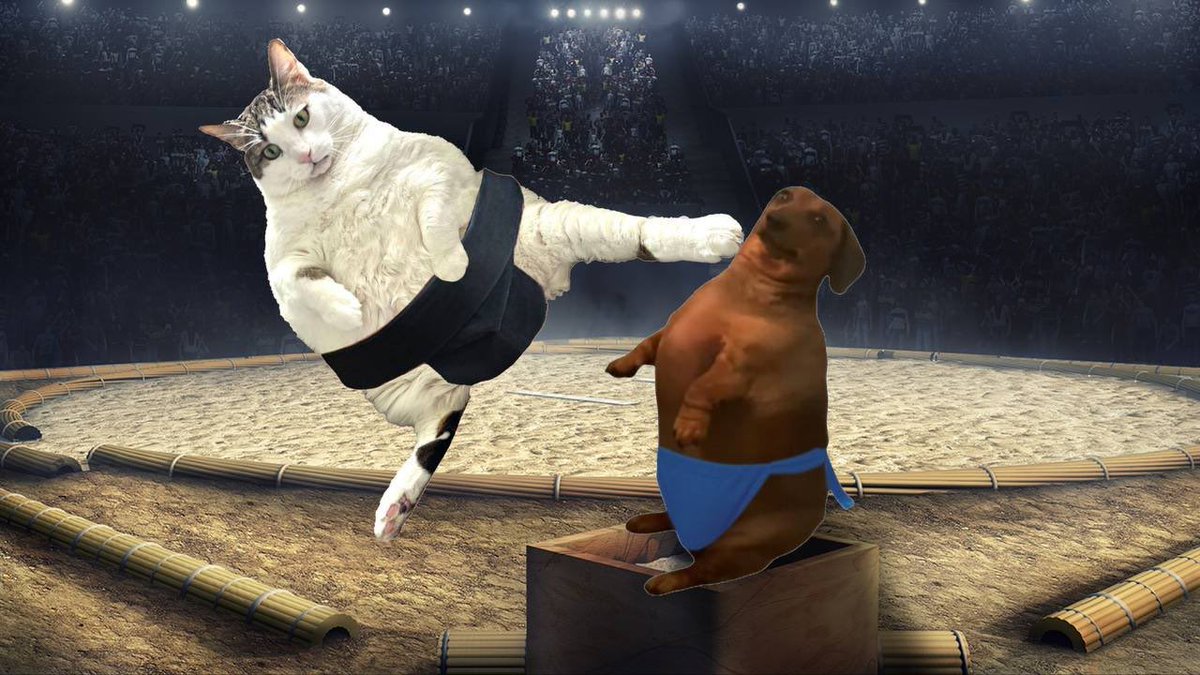 <a href="/Sartoshi0x/">Wookiee Ai 🌕🌖🌗🌘🌑🌒🌓🌔🌕</a> $SUCO

The sumo cat