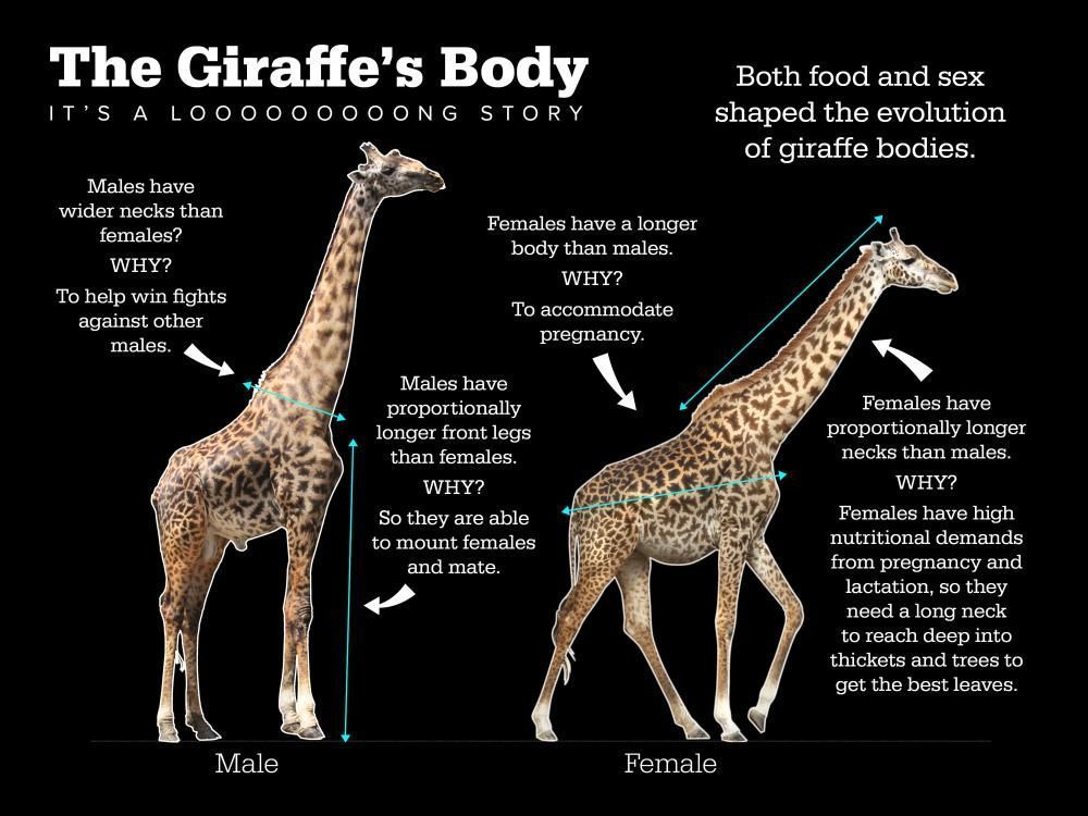 Do you know why giraffes have such long necks? There have been many theories, and a team led by #PennState biologists found that female giraffes have proportionally longer necks than males. 

Read the full story at buff.ly/3yUNf3R