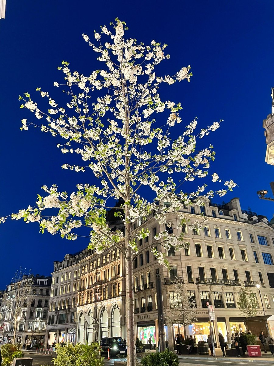 phulushe's tweet image. I didn't know what it was at first, but I was surprised because it was so beautiful. What do you call this?