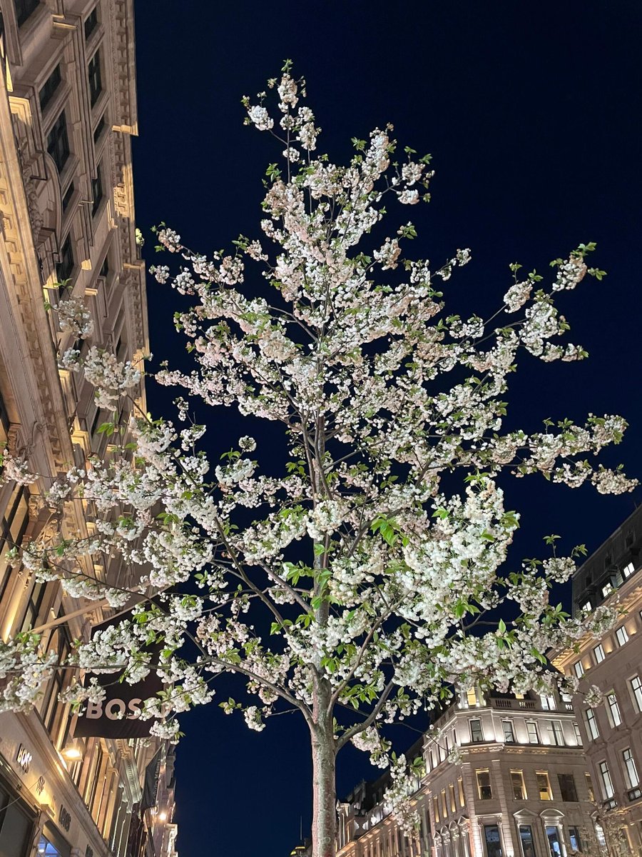 phulushe's tweet image. I didn't know what it was at first, but I was surprised because it was so beautiful. What do you call this?