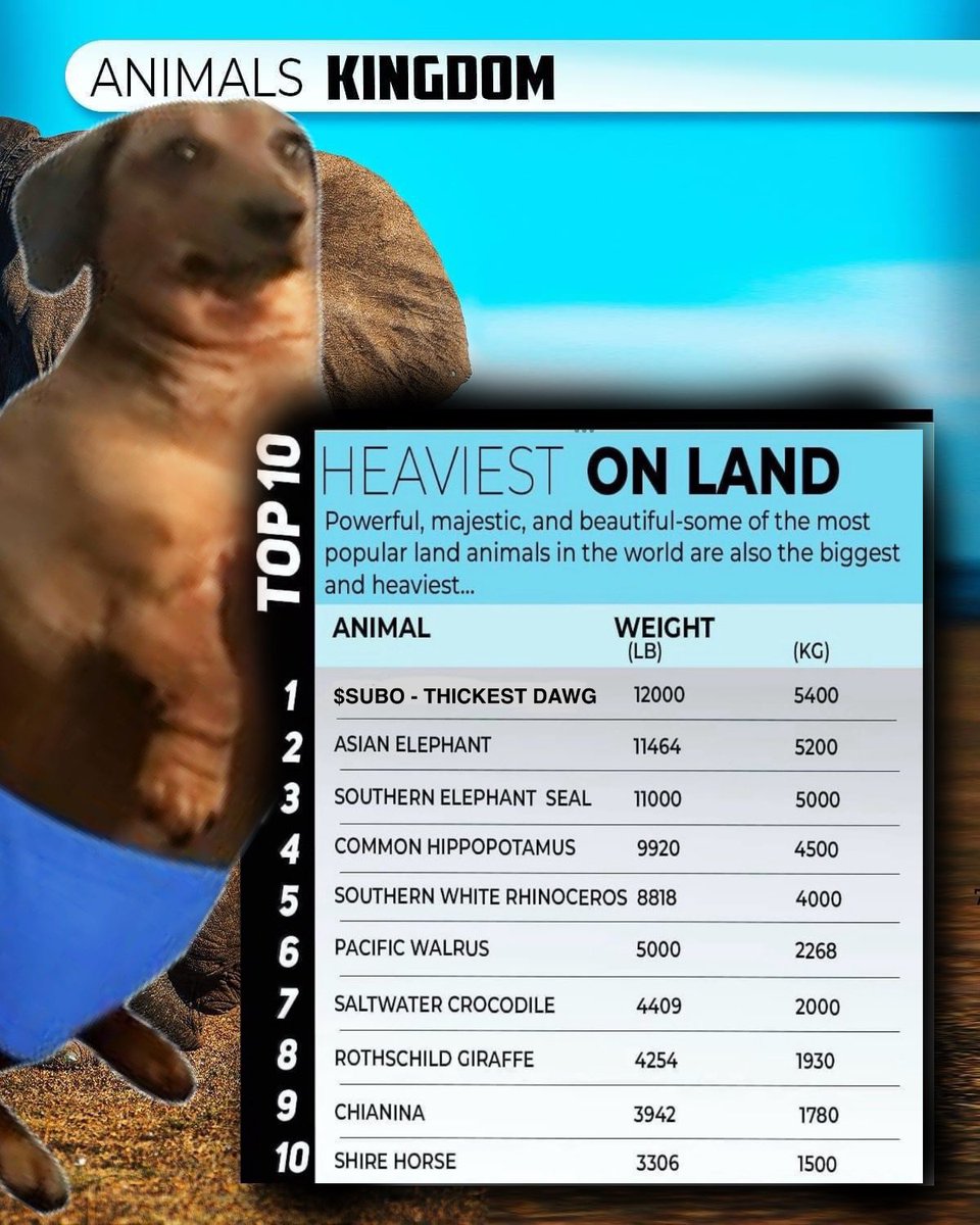 nobraingains's tweet photo. Thickest &amp; heaviest animal on land

$SUBO @SuboSolana https://t.co/aubFPbuUrU