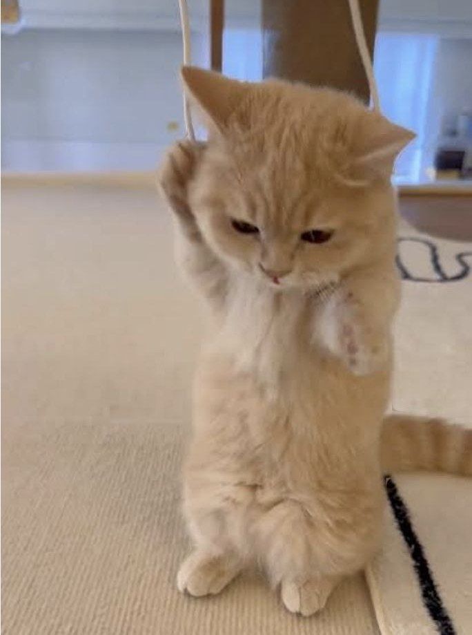 <a href="/1goonrich/">Quasar.Exe</a> Meet $KICHI, an irresistibly cute kitten with velvety, fluffy fur and sparkling, inquisitive eyes. He delights in exploring every nook and cranny, pouncing on his favorite toys, and snuggling up in your lap for a warm, restful nap.

dexscreener.com/solana/7c5shnn…