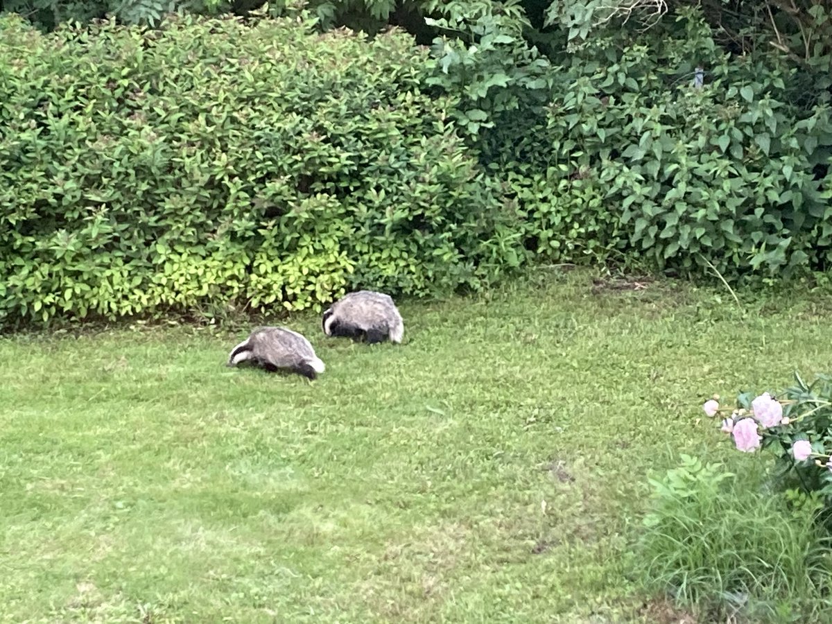 Badger 🦡 babies in our yard! Made a good Sunday that much better!