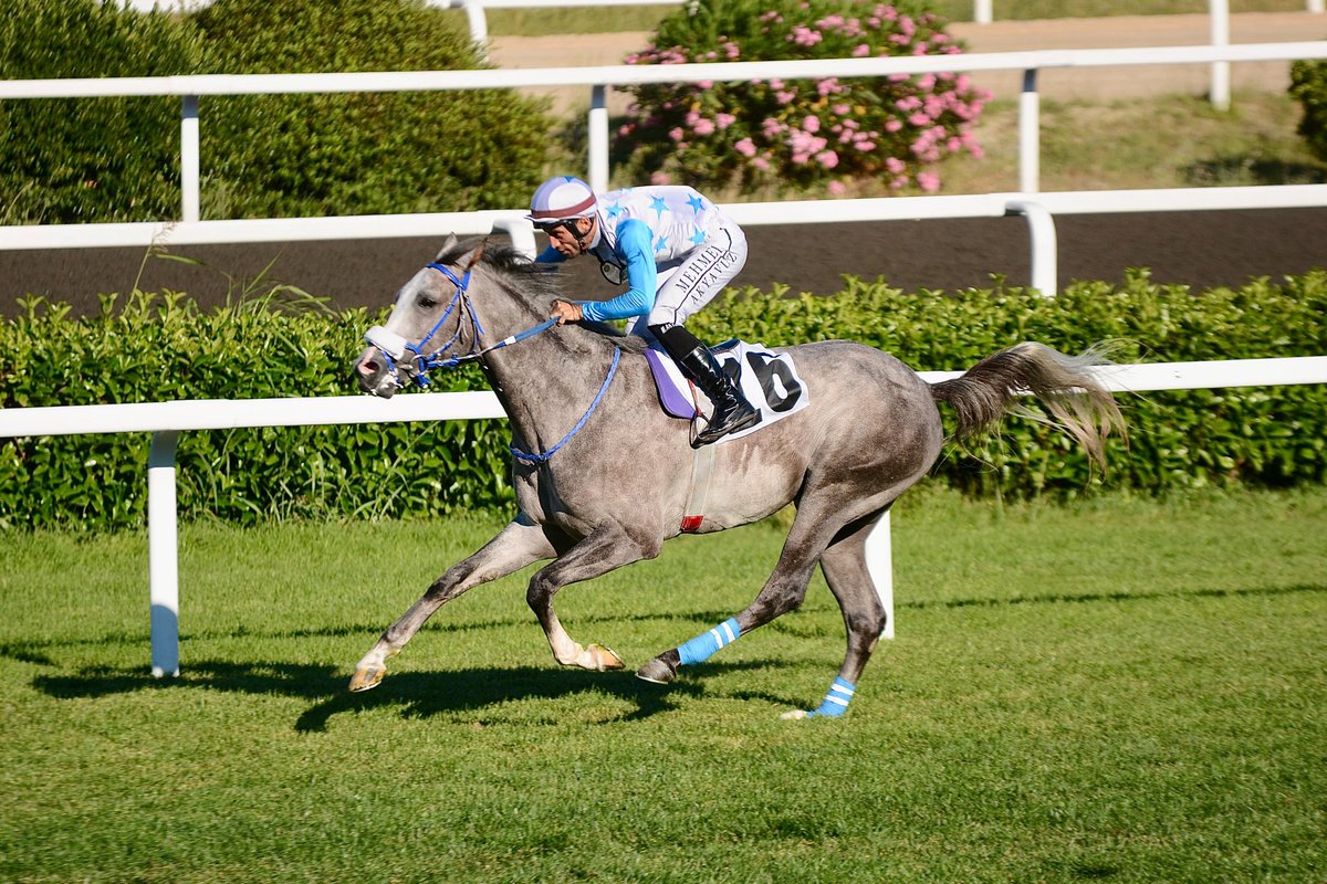 Haramız yetiştirmesi #Yeniköy İstanbul'da grup 2 yarıştan zaferle 🥇🏆 ayrıldı ekibini kutlar başarılarının devamını dileriz.<a href="/YilmazKoseali/">Süleyman Yılmaz Köseali</a> <a href="/NihatDe78500165/">Nihat Deniz</a> <a href="/MehmetArslanAr3/">Mehmet Arslan Arslan</a> <a href="/RecepTnrvrdi3/">Recep Tanrıverdi</a>