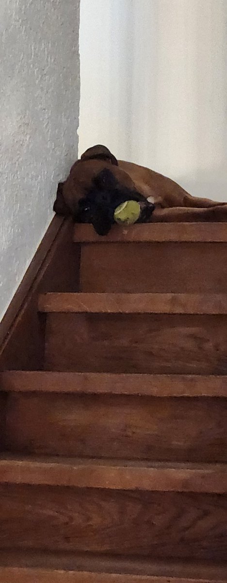 theMorganU's tweet photo. Life's good for a puppy https://t.co/lGRnYp9MVb