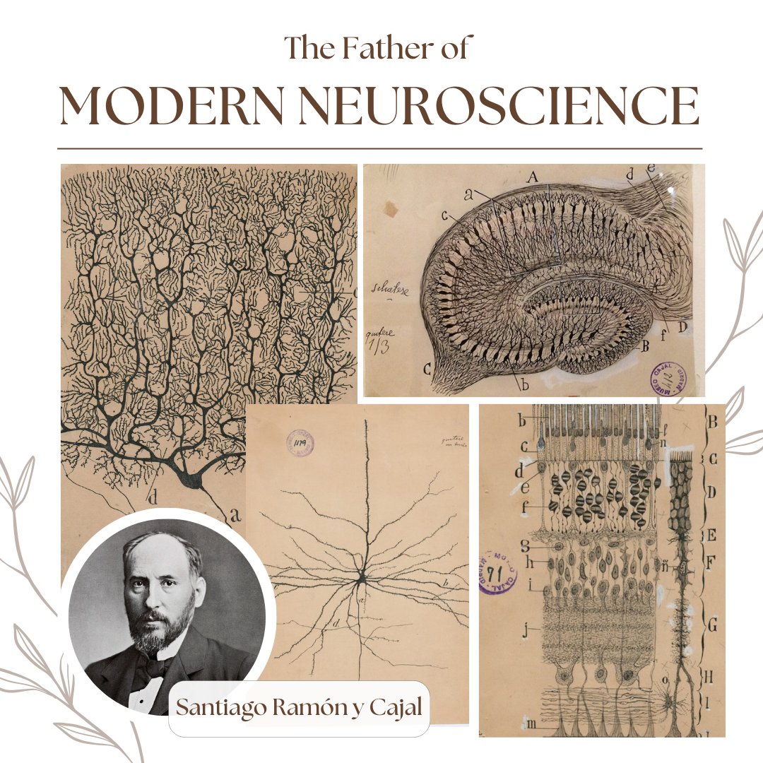 As we celebrate dads across the globe today, let's not forget to acknowledge the father of modern neuroscience himself - Dr. Santiago Ramón y Cajal. His original sketches were the first to showcase the detailed structure of the brain! 🧠#FathersDay