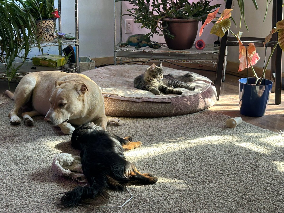 gomer2323's tweet photo. Lazy bums😂😆chasing the sun. #AlaskaPets https://t.co/3O4Makm7xO