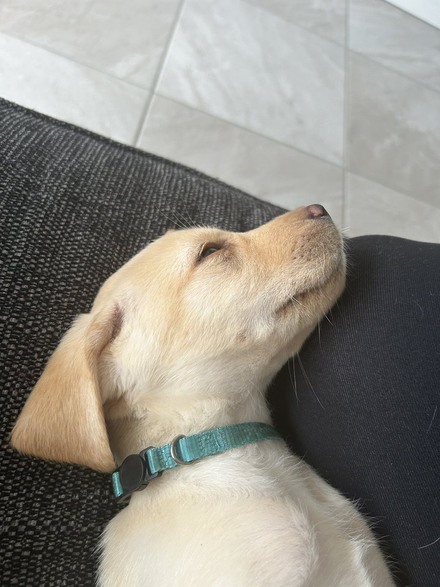 Here we have our new arrival Wallace. Sleeping peacefully here but I am sure our first night will not be so peaceful!