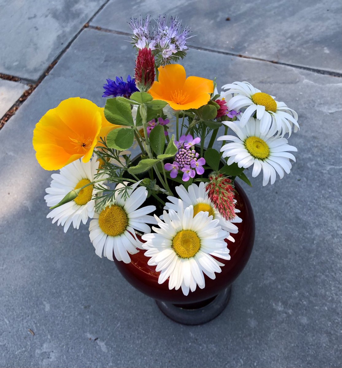 powerpopster's tweet photo. #Kindness #MakeSomeonesDay #Wildflowers #PollinatorPathway πΊπβ€οΈβπ©Ήππ€π https://t.co/0qJyXlnfj4