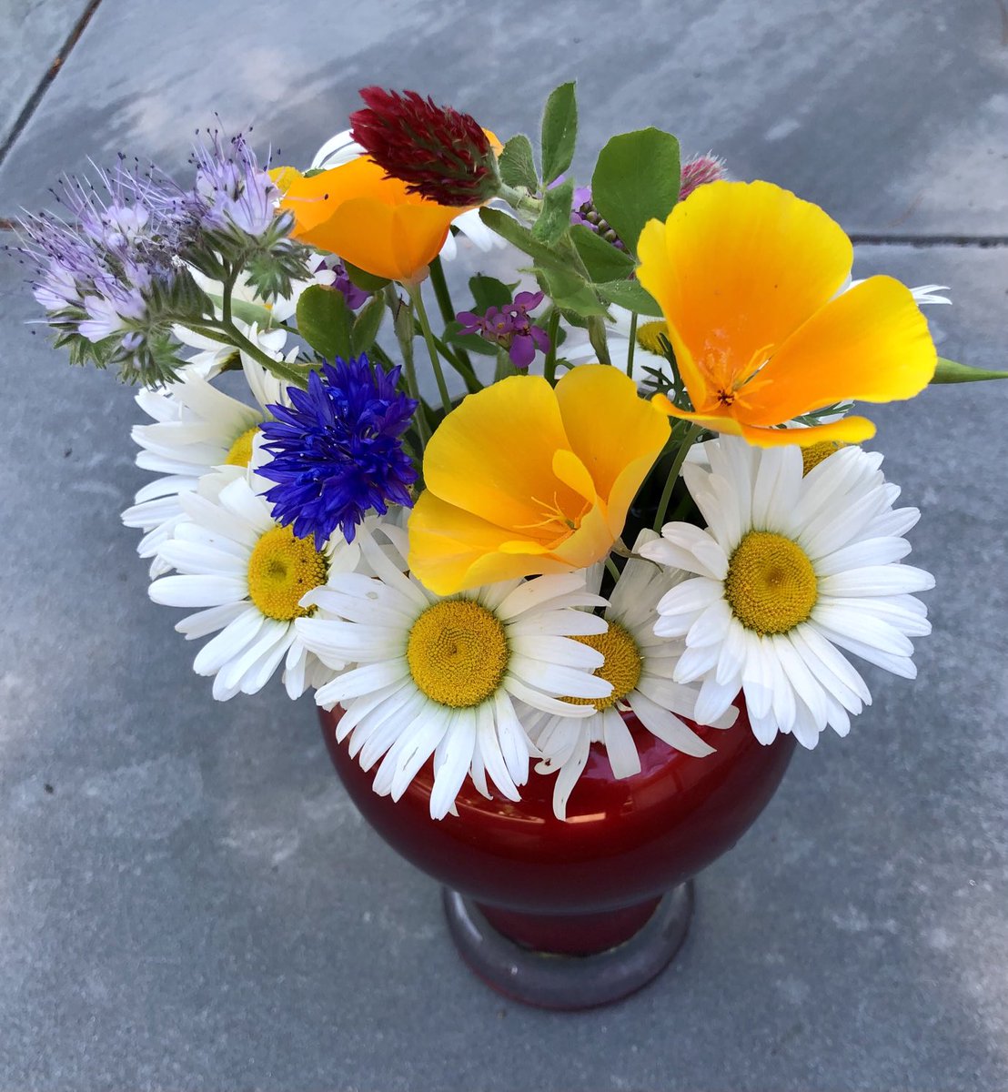 powerpopster's tweet photo. #Kindness #MakeSomeonesDay #Wildflowers #PollinatorPathway πΊπβ€οΈβπ©Ήππ€π https://t.co/0qJyXlnfj4