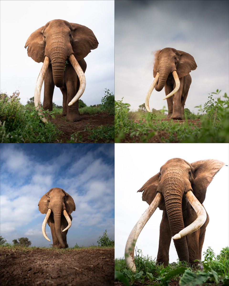 JakhariaDhir's tweet image. I photographed the world’s most famous elephant - Craig😍