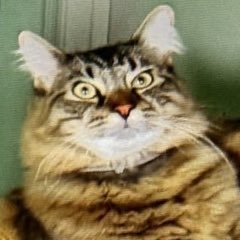 caitees (sad) tweet media