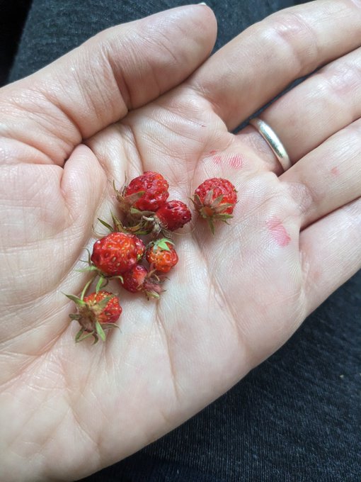 Picked wild strawberries so small I decided to call them fairy berries https://t.co/fwiGxjf59H<a href="/tag/newsletter"class="tags"><span>#newsletter</span></a>